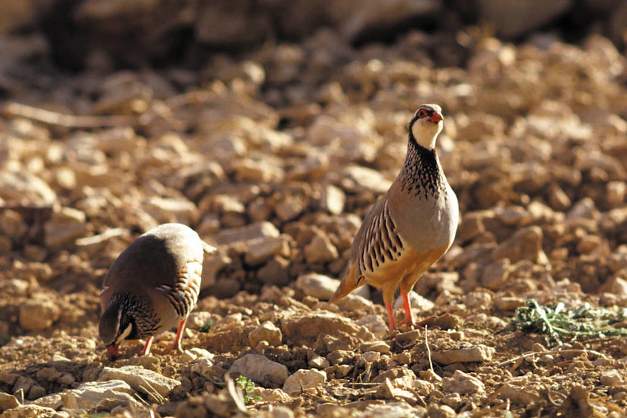 Andalucía supera los 7.500 cotos donde se practica caza sostenible, actividad que impulsa social y económicamente las zonas rurales