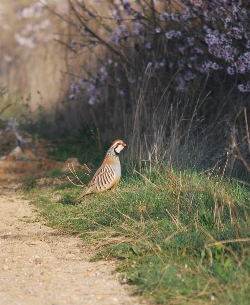 El compromiso de los cazadores logra la modificación de los períodos hábiles de la Perdiz con Reclam
