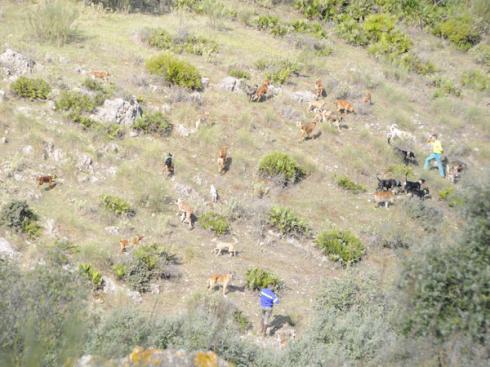 La FAC constituye el Grupo REHALA que defenderá los intereses de la caza social