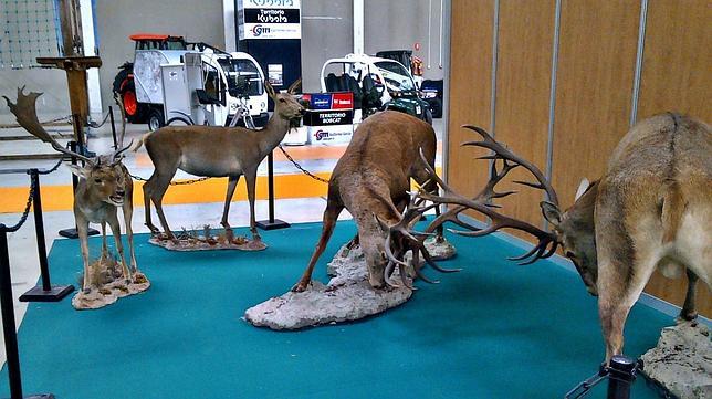 Jaén muestra su riqueza cinegética en Ibercaza